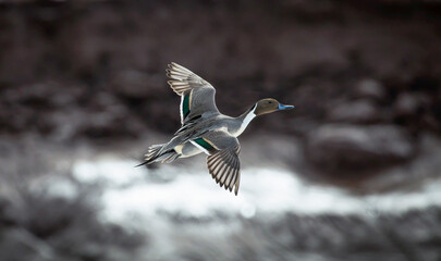 Northern pintail