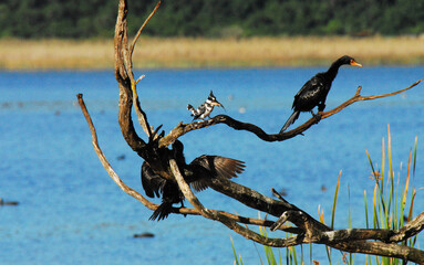 birds-africa-close-up-pied-kingfisher-fisn-in-beak-two-cormorants-trying-to-steal-it