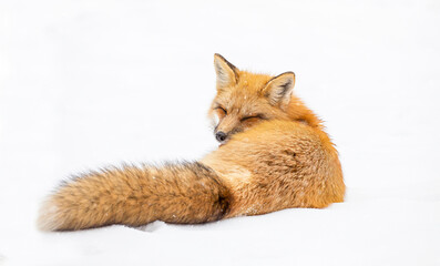 Red fox