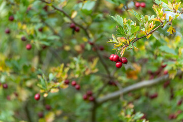 Clusters of red berries hang on a branch surrounded by yellow-green leaves. The shallow depth of field creates a soft, natural background.