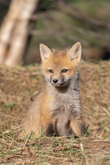 Red fox