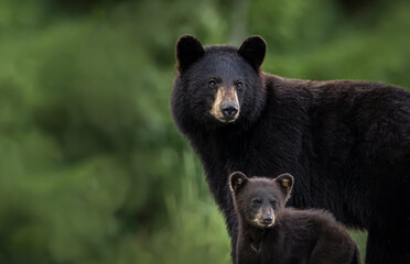 Obraz premium Black bear sow and cub. 