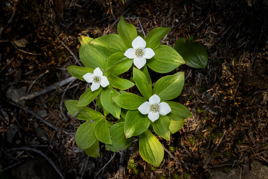 Bunchberry in bloom. 