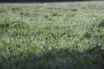 Green grass with morning dew