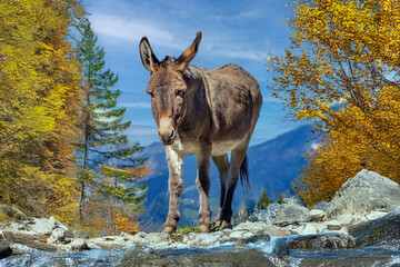 Junger Esel im Herbstwald im Gebirge