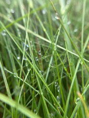 Dew drops on fresh green grass in soft sunlight