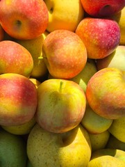 Closeup of golden yellow apples in the sunlight