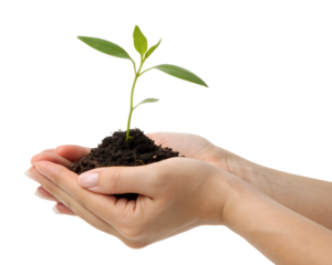 Gentle hands holding a small green plant seedling with soil isolated on transparent background