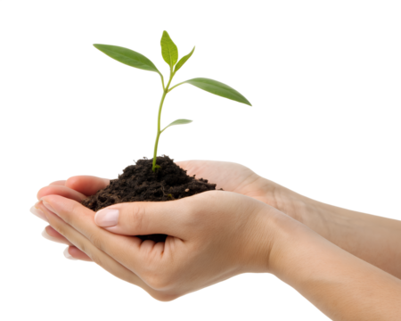 Gentle hands holding a small green plant seedling with soil isolated on transparent background