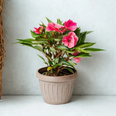Vibrant pink impatiens flowers in a textured pot