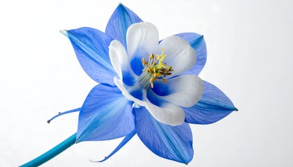 A close-up view showcases a vibrant, multi-colored flower, with petals of blue and white hues. Yellow stamen is visible. Against a clean white backdrop