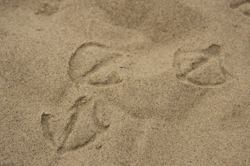 Seagull tracks in the sand