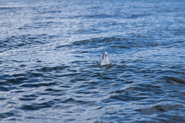 Fototapeta premium Seagull 10