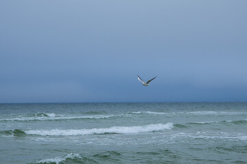 Seagull Sea 1