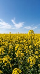Vibrant Yellow Rapeseed Field Under a Clear Blue Sky.
