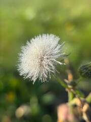 Fluffy white seed with water droplets in soft sunlight