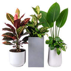 Group of three indoor potted plants with diverse leaf colors and shapes against a black background