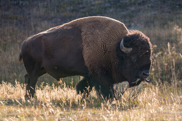 american bison in yellowstone