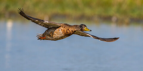 Canard colvert (Anas platyrhynchos - Mallard) en vol