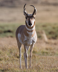 Pronghorn in the wild