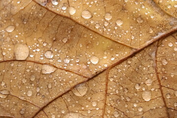 water drops on a leaf