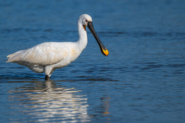 Les Spatules blanches (Platalea leucorodia - Eurasian Spoonbill) à la pêche