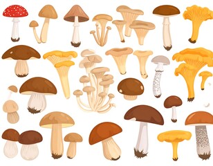 A collection of diverse, illustrated fungi, showcasing varying shapes, sizes, and caps. Depicted are various edible and non-edible types
