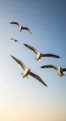 Seagulls soaring high in the clear blue sky, a symbol of freedom.
