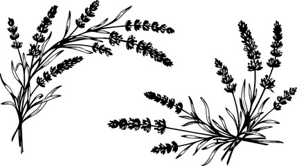 Elegant hand-drawn lavender sprigs offer a touch of natural beauty and rustic charm for your design projects and branding needs. © Vectors Studio
