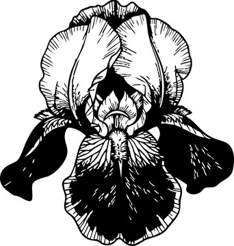 Elegant black and white iris flower sketch captures timeless natural beauty and botanical detail for sophisticated designs