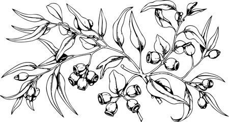 Elegant hand-drawn eucalyptus branch with detailed leaves and berries, perfect for botanical designs and natural branding. © Vectors Studio