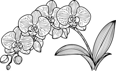 Elegant hand-drawn orchid bloom and leaves, a delicate botanical study perfect for sophisticated floral designs and naturalistic art projects. © Vectors Studio