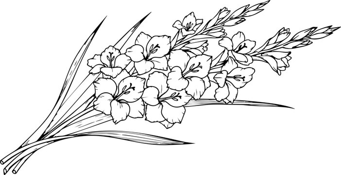 Elegant gladiolus bouquet with delicate floral details, perfect for design projects, wedding invitations, and adding natural beauty.