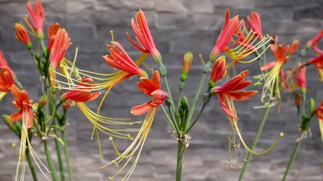 Peruvian lily, Scientific name: Eucrosia bicolor are blossoming on the garden.