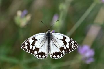 Iberian Marbled White, Melanargia lachesis butterfly 