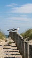 Seagulls perched on wooden posts along a sandy beach path.