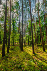 Fototapeta premium Peaceful coniferous forest scene with straight pine trees and golden sunlight filtering onto green moss