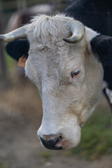 Cow head showing horns and white fur
