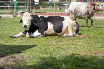 Black and white cow resting on farm grass