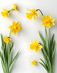 Obraz premium Yellow flowers in the field