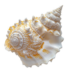 Obraz premium Intricate seashell close-up, creamy white with orange pattern against dark background