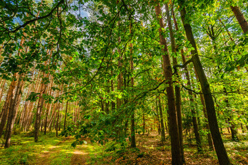 Fototapeta premium Golden sunlight streaming through the broad green leaves of an oak tree in a mixed forest during late summer creating a beautiful play of light and shadow on the mossy ground and pine trunks.