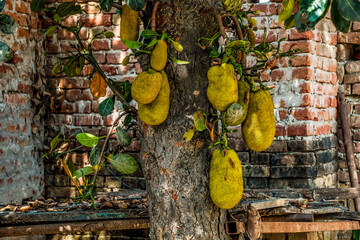 jackfruits tree and jackfruits grown