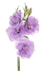 eustoma flower isolated