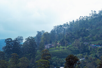 View of tea estate from The Watefall Villa in Sri Lanka.