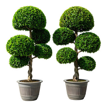 Two symmetrically shaped, potted topiary trees with vibrant green foliage against a black backdrop
