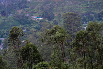 View of the tea estate from The Watefall Villas in Sri Lanka.