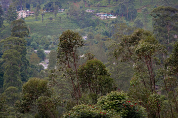 View of the tea estate from The Watefall Villas in Sri Lanka.