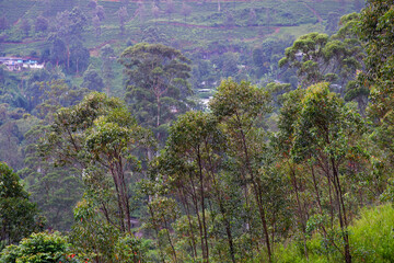 View of the tea estate from The Watefall Villas in Sri Lanka.