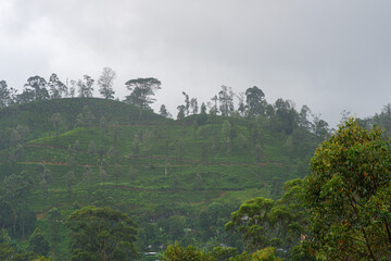 View of the tea estate from The Watefall Villas in Sri Lanka.